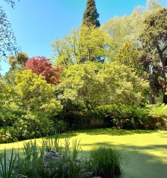 Japanese Pond