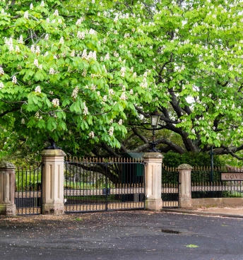 diabetes-tasmania