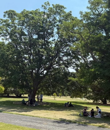 People eating lunch on the lawns at Government House