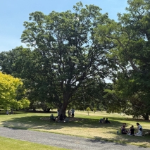 People eating lunch on the lawns at Government House