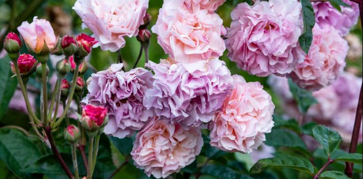 national-australia-day-council