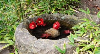 japanese-pond-stone-basin